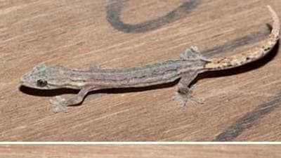 Specimens of Hemiphyllodactylus goaensis were found from two localities in Goa – two in north Goa at Goa University campus and one in south Goa at Chandor (Courtesy- Goa University)