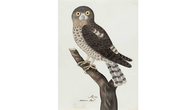 Unfortunately, the patrons who commissioned these works didn’t record the names of the artists who worked on them. The Indian painters, then, remain largely anonymous. This image is of a Spotted Owlet (Athene brama). (Courtesy DAG Gallery) Unfortunately, the patrons who commissioned these works didn’t record the names of the artists who worked on them. The Indian painters, then, remain largely anonymous. This image is of a Spotted Owlet (Athene brama). (Courtesy DAG Gallery)