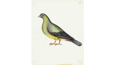 The show is part of the DAG’s effort to take Indian art to wider audiences. Curator Giles Tillotson, Senior VP of exhibitions and publications at DAG, hopes it will attract bird lovers, history lovers and individuals who wouldn’t frequent art galleries as often. This image is of a Yellow-footed Green Pigeon (Treron phoenicopterus). (Courtesy DAG Gallery) The show is part of the DAG’s effort to take Indian art to wider audiences. Curator Giles Tillotson, Senior VP of exhibitions and publications at DAG, hopes it will attract bird lovers, history lovers and individuals who wouldn’t frequent art galleries as often. This image is of a Yellow-footed Green Pigeon (Treron phoenicopterus). (Courtesy DAG Gallery)