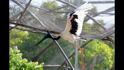 Even though activists and environmentalists had raised concerns over the making of the aviary, the Chandigarh forest department had maintained that they had taken all approvals and had not violated any guidelines or laws. (HT FILE PHOTO) Even though activists and environmentalists had raised concerns over the making of the aviary, the Chandigarh forest department had maintained that they had taken all approvals and had not violated any guidelines or laws. (HT FILE PHOTO)
