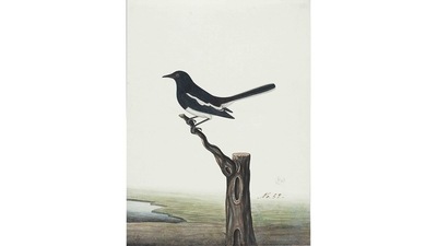 The exhibition is accompanied by a book that delivers a wide-ranging study of birds through Company Paintings –undertaken for the first time in India. This image is of an Oriental Magpie Robin (Copsychus saularis) (Courtesy DAG Gallery) The exhibition is accompanied by a book that delivers a wide-ranging study of birds through Company Paintings –undertaken for the first time in India. This image is of an Oriental Magpie Robin (Copsychus saularis) (Courtesy DAG Gallery)