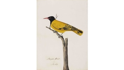 For collectors, they’re an emerging category from which to acquire new works. This image is of a Black-hooded Oriole (Oriolus xanthornus). (Courtesy DAG Gallery) For collectors, they’re an emerging category from which to acquire new works. This image is of a Black-hooded Oriole (Oriolus xanthornus). (Courtesy DAG Gallery)