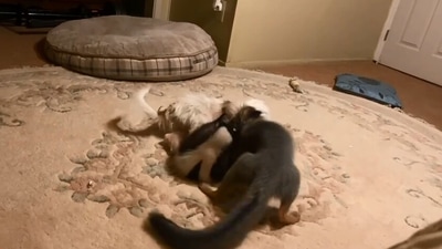 The image shows a dog, a fox and a skunk playing together. (Jukin Media)