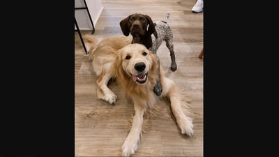 The image shows two dogs named Coop and Rusty. (Instagram/@weratedogs)