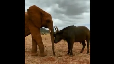 The image shows an elephant and a buffalo who are friends. (Twitter/@SheldrickTrust)