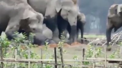 The image shows the mama elephant trying to stop the fall of its baby. (Jukin Media)