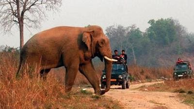 The Rajaji Tiger Reserve is spread across the districts of Pauri Garhwal, Haridwar and Dehradun over a 842 sq km area. It is home to elephants, tigers, a variety of birds, deer, and so on. (HT PHOTO.) The Rajaji Tiger Reserve is spread across the districts of Pauri Garhwal, Haridwar and Dehradun over a 842 sq km area. It is home to elephants, tigers, a variety of birds, deer, and so on. (HT PHOTO.)