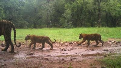 Tigress T-105 was spotted with her three new born cubs at the Ranthambore tiger reserve in Rajasthan. (Photo Courtesy- Forest Department) Tigress T-105 was spotted with her three new born cubs at the Ranthambore tiger reserve in Rajasthan. (Photo Courtesy- Forest Department)