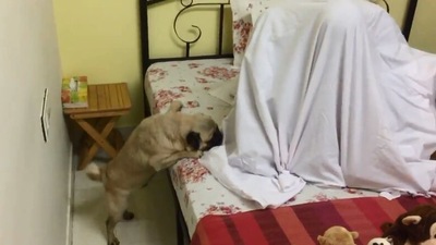 The image shows a pug named Baburao. (Jukin Media)