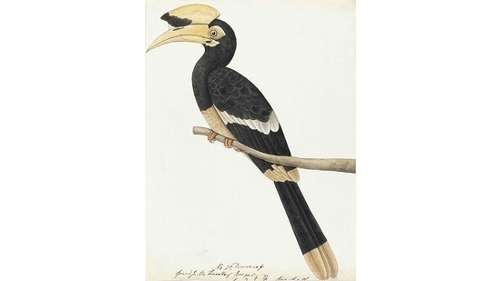 The artists of these works have sometimes attended to minute distinctive particularities of form and plumage. At other times they have taken artistic liberties. This makes the process of identifying the birds complicated. Naming the birds has been a process of weighing the evidence on the page against modern scientific descriptions. This image is of an Oriental Pied Hornbill (Anthracocerus albirostris).(Courtesy DAG Gallery)