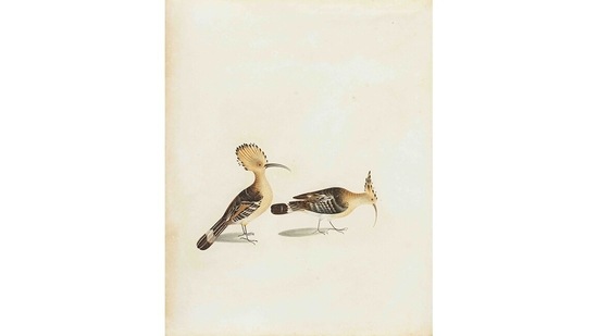 So think of the DAG show and book not as a field guide to identifying avian species the next time you are outdoors. It’s merely a record of artists documenting India in the best way they could more than two centuries ago. This image is of a Hoopoe (Upapa epos).(Courtesy DAG Gallery)