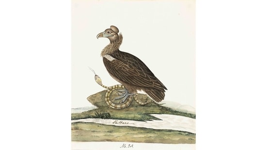 Company Paintings - 1800 to 1835 is India’s first exhibition of its kind devoted entirely to Indian birds. They’re works by unknown Indian masters commissioned by the British East India Company in the late 18th and early 19th centuries, to document India’s animals, plants, monuments and people. This image is of a Cinereous Vulture (Aegypius monachus).(Courtesy DAG Gallery)
