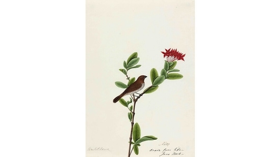 The exhibition features 125 paintings. The birds depicted in this exhibition include raptors, game birds, coastal waders and many woodland and forest birds, some very familiar and several that are now scarce. This image is of a Scaly-breasted Munia (Lonchura punctulata).(Courtesy DAG Gallery)