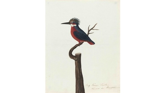 Photos: Birds of India, DAG’s stunning exhibition of paintings from ...