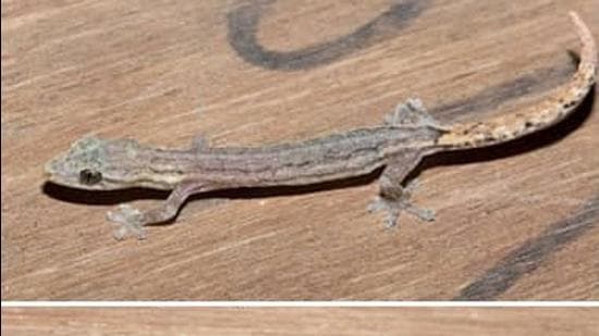 Specimens of Hemiphyllodactylus goaensis were found from two localities in Goa – two in north Goa at Goa University campus and one in south Goa at Chandor (Courtesy- Goa University) Specimens of Hemiphyllodactylus goaensis were found from two localities in Goa – two in north Goa at Goa University campus and one in south Goa at Chandor (Courtesy- Goa University)