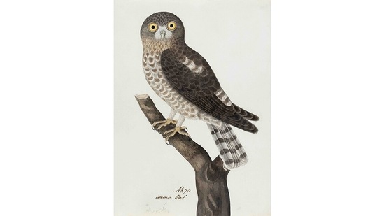 Unfortunately, the patrons who commissioned these works didn’t record the names of the artists who worked on them. The Indian painters, then, remain largely anonymous. This image is of a Spotted Owlet (Athene brama).(Courtesy DAG Gallery)