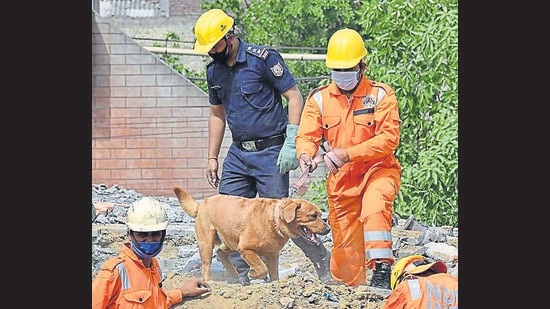 Officials say those applying for registration under the exempted categories will have to ensure that the anti-rabies vaccine is administered to their pets and that they are collared (HT File)