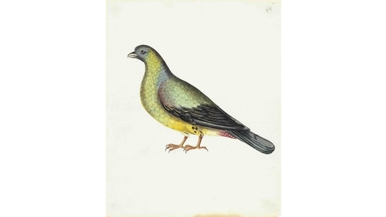 The show is part of the DAG’s effort to take Indian art to wider audiences. Curator Giles Tillotson, Senior VP of exhibitions and publications at DAG, hopes it will attract bird lovers, history lovers and individuals who wouldn’t frequent art galleries as often. This image is of a Yellow-footed Green Pigeon (Treron phoenicopterus).(Courtesy DAG Gallery)