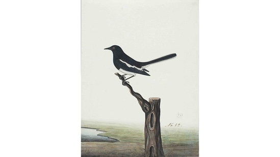 The exhibition is accompanied by a book that delivers a wide-ranging study of birds through Company Paintings –undertaken for the first time in India. This image is of an Oriental Magpie Robin (Copsychus saularis)(Courtesy DAG Gallery)