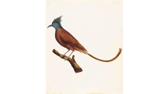 Company paintings are scattered worldwide. London’s Victoria & Albert Museum has more than 2000 Company works in its collection. In 2018, Mumbai’s CSMVS museum’s show Indian Life and People in the 19th Century, displayed 120-odd Company paintings and sculptures from its own collections of that of the Textiles and Art of the People of India. This image is of an Asian Paradise-flycatcher (Terpsiphone paradisi).(Courtesy DAG Gallery)