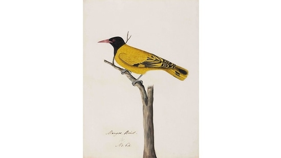 For collectors, they’re an emerging category from which to acquire new works. This image is of a Black-hooded Oriole (Oriolus xanthornus).(Courtesy DAG Gallery)