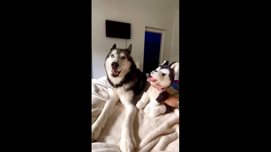 are huskies good for home defense