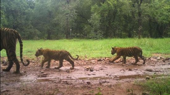 Tigress T-105 was spotted with her three new born cubs at the Ranthambore tiger reserve in Rajasthan. (Photo Courtesy- Forest Department)