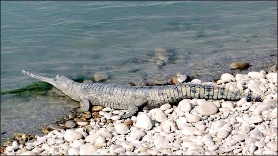 Bihar's famous tourist spot, Valmiki Nagar, to promote eco-tourism(Twitter/SudhanshuSME)