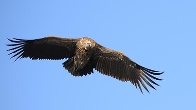 Vultures are under severe threat in recent years, particularly due to poisoning. Globally, 75% of all vultures are threatened with extinction, according to the International Union for Conservation of Nature (IUCN) red list. (HT File Photo) Vultures are under severe threat in recent years, particularly due to poisoning. Globally, 75% of all vultures are threatened with extinction, according to the International Union for Conservation of Nature (IUCN) red list. (HT File Photo)