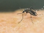 Dr Dubey said that the mosquitoes that cause dengue primarily bite during the day and they typically live in and around houses, breeding in stagnant water.