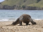 The Komodo dragon has been listed as 'endangered.'(AFP)