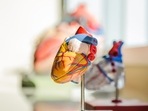 Gut and heart signals affect how we feel about our appearance: Study