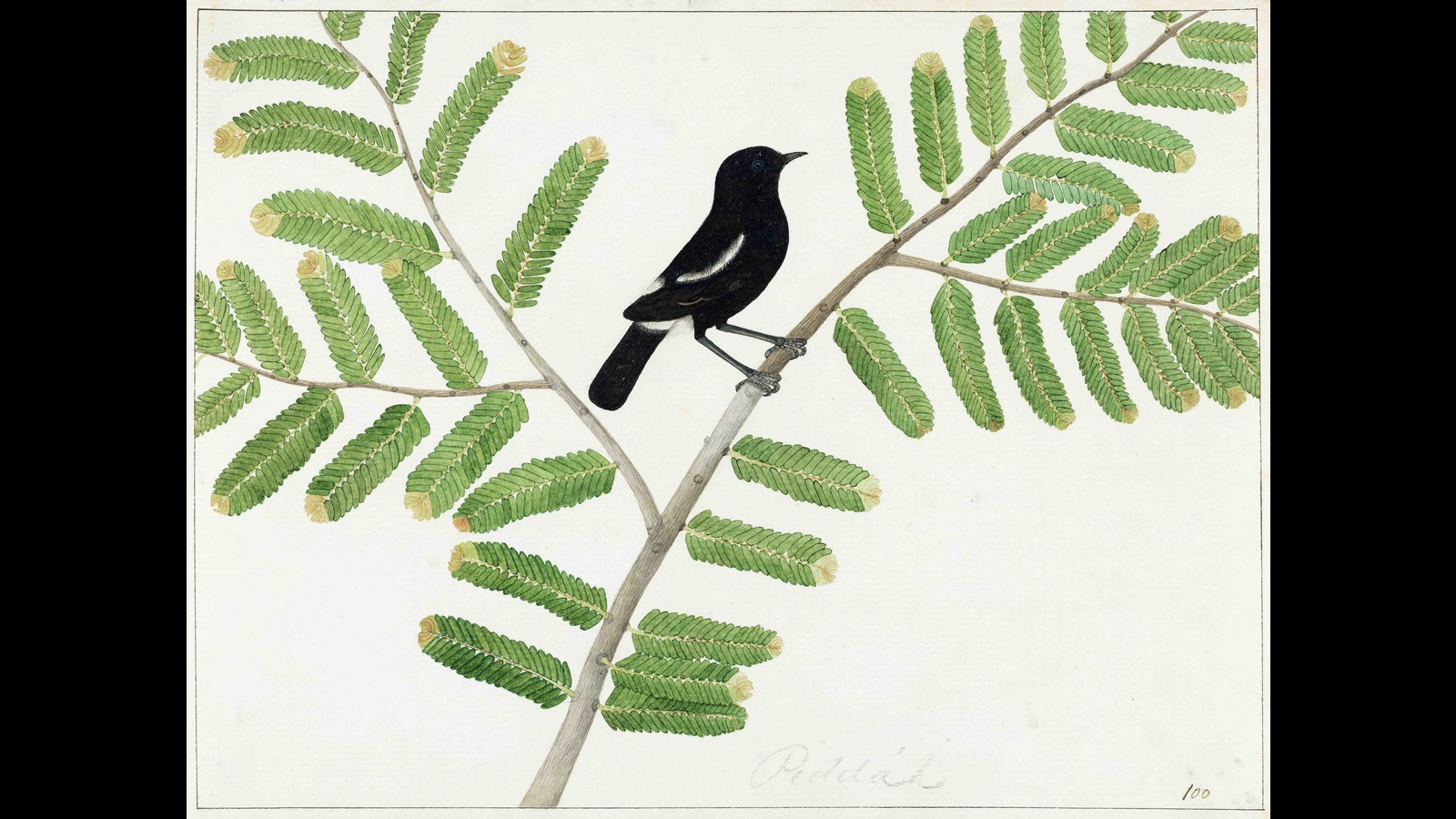 A show of cheep thrills: Check out Company paintings of Indian birds at DAG