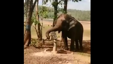 The image shows the elephant using a hand pump. (Twitter/@MoJSDoWRRDGR)