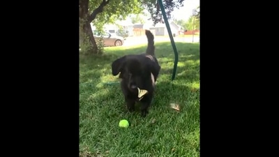 The image shows the puppy playing with the butterflies. (Reddit/@rarepauppers)