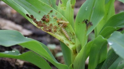 Armyworms have been reported from North Carolina, Texas, Michigan and northeastern states.&nbsp; (HT File Photo)