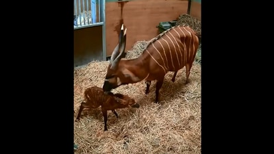The image shows the baby bongo with its mama. (Instagram/@chesterzoo)