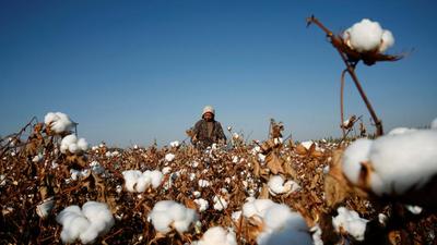 The Southern India Mills’ Association lauded the decision on the revoking of the tax as it would benefit 200k farmers and help increase cotton production from 500k bales to 2.5 million bales by 2030. (REPRESENTATIONAL PICTURE)