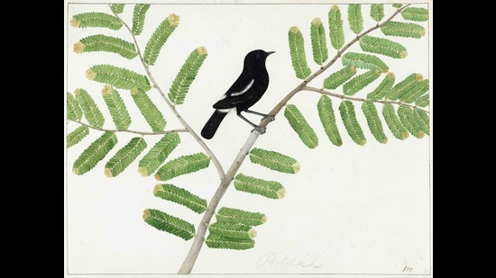 The pied bushchat. (Image courtesy DAG)