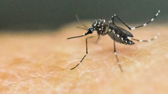 Dr Dubey said that the mosquitoes that cause dengue primarily bite during the day and they typically live in and around houses, breeding in stagnant water. (AFP file photo)