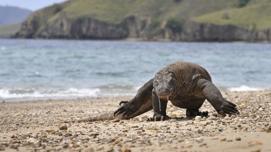 The Komodo dragon has been listed as 'endangered.'(AFP)