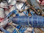 The image shows a blue lobster. The image shows a blue lobster.