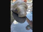 The image shows a manatee calf.