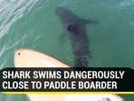 A shark was captured on camera by a paddle-boarder (Jukin)