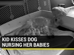 A child was seen kissing a dog as the latter nursed its puppies (Jukin) A child was seen kissing a dog as the latter nursed its puppies (Jukin)