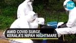 Nipah virus in Kerala: High alert after 12-yr-old dies even as Covid makes state struggle Nipah virus in Kerala: High alert after 12-yr-old dies even as Covid makes state struggle