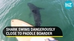 A shark was captured on camera by a paddle-boarder (Jukin) A shark was captured on camera by a paddle-boarder (Jukin)