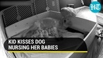 A child was seen kissing a dog as the latter nursed its puppies (Jukin) A child was seen kissing a dog as the latter nursed its puppies (Jukin)