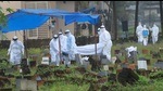 Health workers bury the body of a 12-year-old Nipah virus victim, at Kannamparambu cemetery in Kozhikode, Sunday. (PTI) Health workers bury the body of a 12-year-old Nipah virus victim, at Kannamparambu cemetery in Kozhikode, Sunday. (PTI)