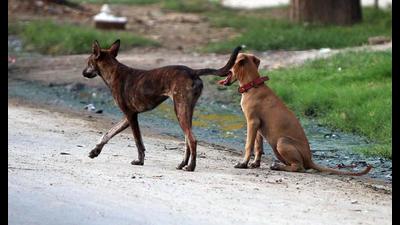 Canine threat: Punjab reported 14 dog bite cases every hour till July this year Canine threat: Punjab reported 14 dog bite cases every hour till July this year